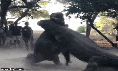Video: 2 con rồng Komodo khổng lồ 