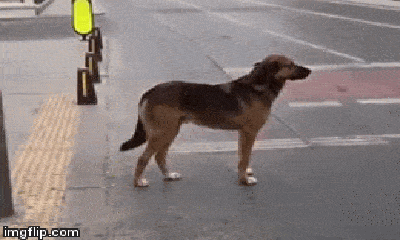 Video: Chú chó kiên nhẫn chờ đèn đỏ khiến nhiều người xấu hổ