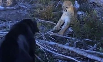 Video: Chạm trán với loài mèo lớn nhất ở Bắc Mỹ, chó Labrador có bảo vệ được chủ của mình?