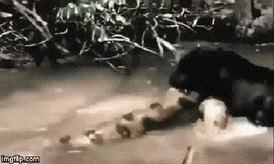 Video: Trăn Anaconda hung bạo vẫn phải khuất phục trước hung thần báo đen