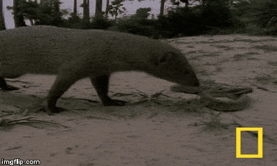 Video: Cầy mangut “thôi miên” rắn hổ mang rồi hạ đo ván đối thủ bằng cú đớp chí mạng