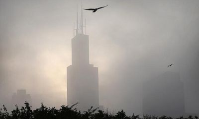 Những tòa nhà chọc trời của Mỹ ‘sát hại’ 600 triệu con chim mỗi năm