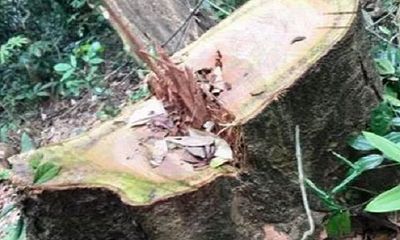 Khởi tố vụ phá rừng nghiêm trọng tại Vườn quốc gia Phong Nha- Kẻ Bàng