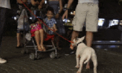 Video: Người nuôi vô tư dắt chó dữ không rọ mõm đi dạo ở nhiều khu dân cư
