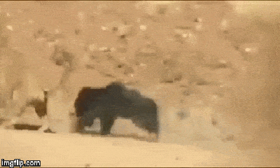 Video: Kịch chiến không hẹn trước của gấu cái với hổ hung dữ và cái kết cực khốc liệt
