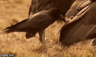 Video: Con quạ háu đói bày mưu khiến bầy kền kền đại chiến