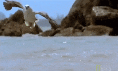 Video: Cuộc chiến tàn khốc giữa đại bàng và rắn cạp nia ở ngoài khơi
