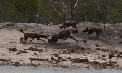 Video: Đang điên cuồng tấn công linh cẩu, bầy chó hoang bất ngờ bỏ đi