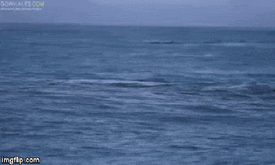 Video: Cá voi sát thủ thi nhau phi thân lên khỏi mặt nước để săn đuổi sư tử biển