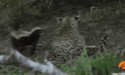 Video: Hung thần lửng mật và chiến thuật săn mồi khiến sư tử cũng phải khiếp sợ