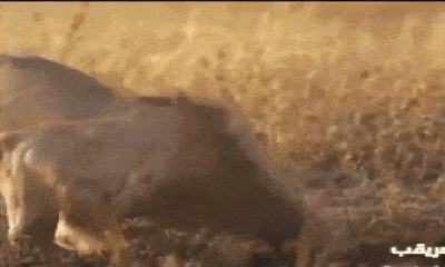 Cuộc chiến sinh tồn: Sư tử đực hì hụi đào đất, giết chết linh cẩu con
