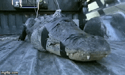 Video: Cụ ông 80 tuổi liều mình chiến đấu với cá sấu hoang dã dài 2 mét