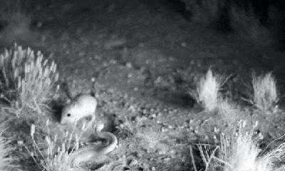 Video: Bị rắn đuôi chuông tấn công, chuột tung cước đá văng đối thủ