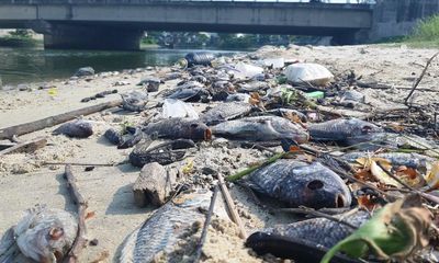 Đang xác định nguyên nhân cá chết hàng loạt dọc bờ biển Đà Nẵng
