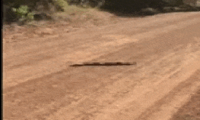Video: Cặp rắn đực đại chiến giành bạn tình ngay giữa đường lớn