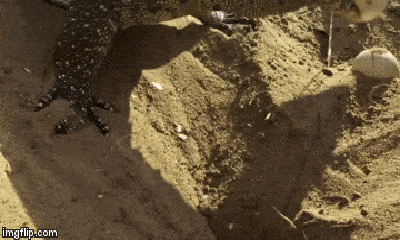 Video: Bị cản mũi khi trộm trứng cá sấu, kỳ đà quay sang trả thù chim 