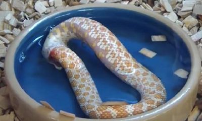 Kì lạ cảnh rắn tự giết mình bằng cách ăn đuôi