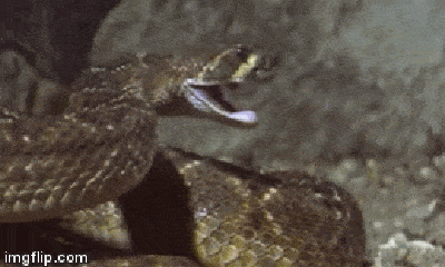 Video: Tuyệt chiêu săn mồi của rắn độc khiến chuột phải gặp 
