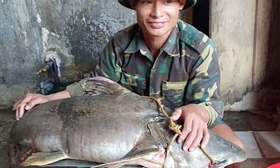 “Thủy quái” sông Nậm Mộ nặng 22 kg dính câu ngư dân