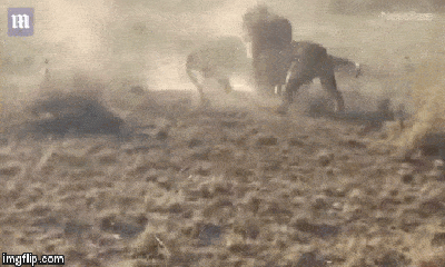 Video: 3 con sư tử lao vào đại chiến tranh giành lãnh thổ