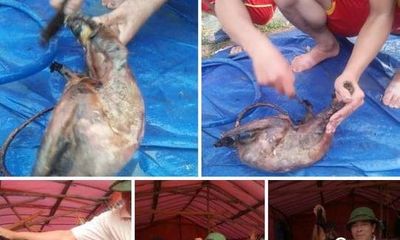 Truy tìm chủ nhân đăng ảnh giết thịt chồn bay “khoe” lên Facebook