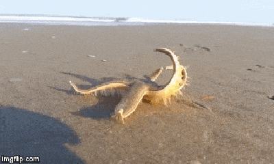 Video: Sao biển “đi bộ” trên cát khiến cộng đồng mạng thế giới 