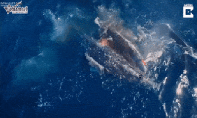 Cuộc chiến sinh tồn: Cá voi sát thủ tấn công 2 mẹ con cá voi xám