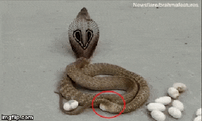 Video: Kinh ngạc rắn hổ mang ở Ấn Độ đẻ trứng ngay trên đường