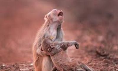 Video: Xót xa hình ảnh khỉ mẹ ôm xác con trên tay không rời