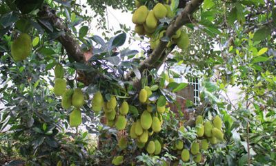 Cận cảnh cây mít Tố Tây ra quả từ gốc tới ngọn, một chùm gần 30 quả