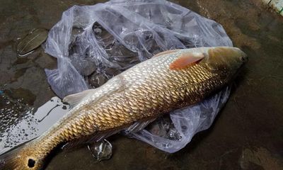 Cận cảnh cá sủ vàng quý hiếm nặng 3kg ngư dân Khánh Hòa vừa bắt được