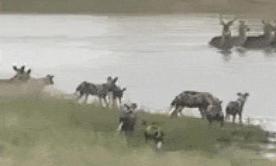 Video: Lọt ổ phục kích của bầy chó hoang, linh dương một mình quần chiến cứu đồng loại