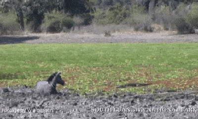 Video: Bị 3 con cá sấu đe dọa, ngựa vằn vẫn may mắn thoát nạn