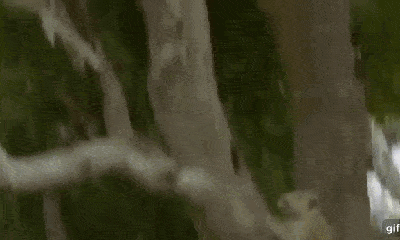 Video: Săn hụt lợn rừng dưới đất, báo hoa mai chuyền cành thoăn thoắt quyết giết khỉ trên cây