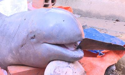 Video: Bắt được cá voi nặng 150kg ở Bến Tre 