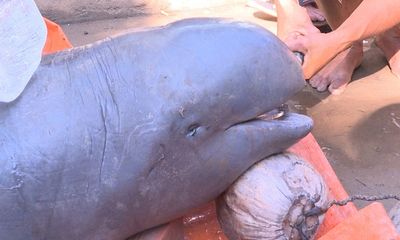 Cá lạ nặng 150kg được bắt trên sông Cổ Chiên là loài đã tuyệt chủng tại Việt Nam