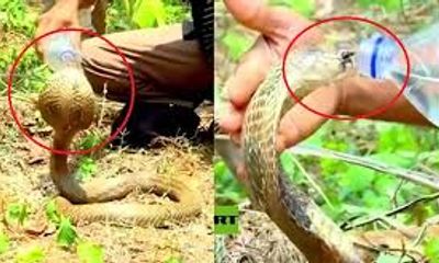 Video: Rùng mình trước cảnh rắn hổ mang uống nước trên tay người 