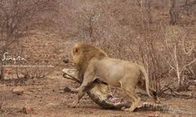 Video: Sư tử trắng trợn cướp mất miếng mồi của báo hoa