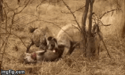 Video: Đụng độ linh cẩu, báo hoa mai ngậm ngùi nhường xác linh dương mang thai cho đối thủ
