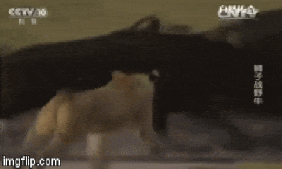 Video: Đơn thương độc mã đi săn, sư tử bị trâu rừng vùi dập dưới đầm nước