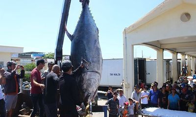 Ngư dân Phú Yên câu được cá ngừ vây xanh 