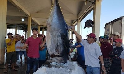 Phú Yên: Ngư dân bán cá ngừ vây xanh 