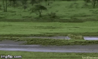 Video: Sư tử lao như tên bắn săn linh dương con nhưng nhận về sự tủi hổ