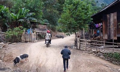 Phát hiện ổ dịch tả lợn châu Phi tại xã biên giới Nghệ An