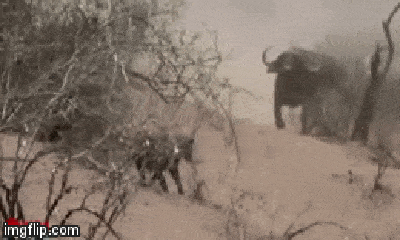 Video: Hàng chục trâu rừng hùng hục lao tới đánh đuổi 3 con sư tử, giải cứu đồng loại