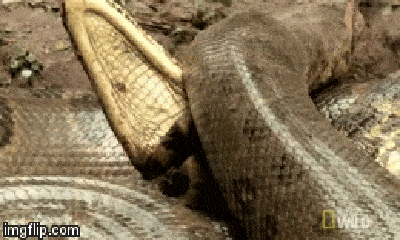 Video: Rợn người khoảnh khắc trăn Anaconda siết chết cá sấu dưới đầm lầy