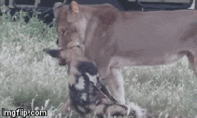 Video: Chó hoang châu Phi giả chết, đào thoát ngoạn mục khỏi nanh vuốt sư tử