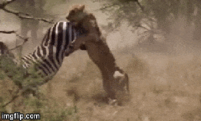Video: Bị cả đàn sư tử truy sát, ngựa vằn giãy giụa trong tuyệt vọng
