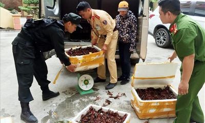 Bắt giữ gần 50kg tôm hùm đất nhập lậu tại Lạng Sơn