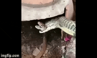 Video: Cả gan xâm phạm lãnh địa hổ mang chúa không lồ, rắn chuột nhận kết cục thê thảm